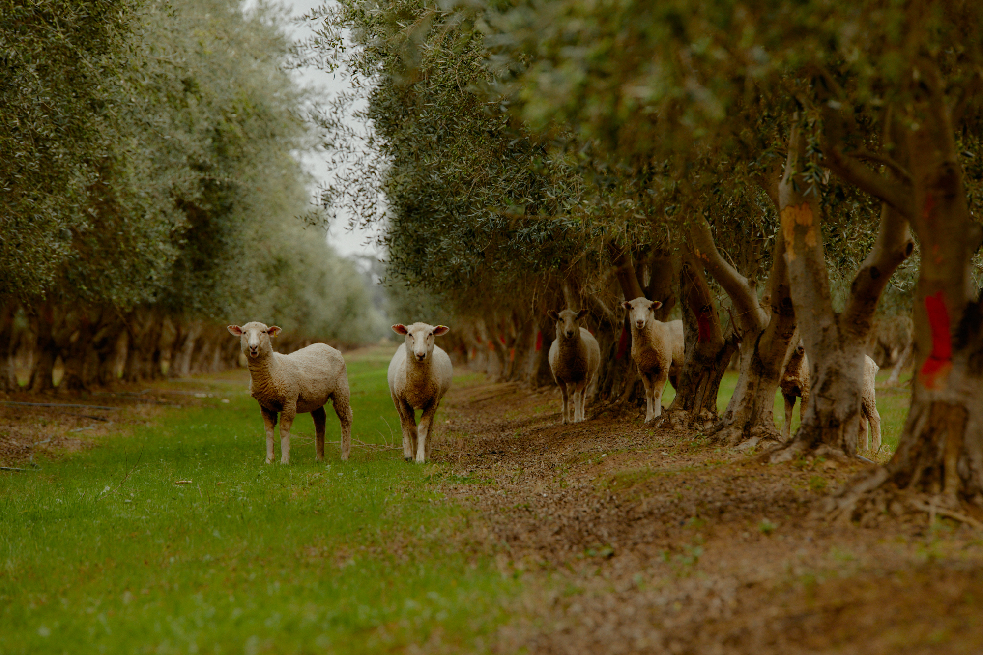 Groves_Olives 7